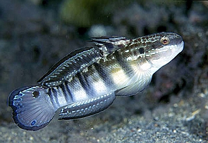 Brunbåndet kutling (Amblygobius phalaena)